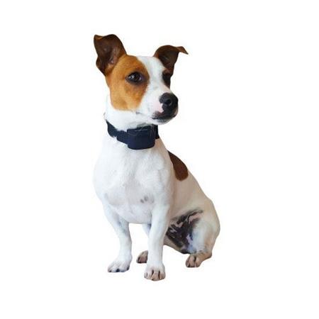 AANVULLENDE HALSBAND NUMAXES CANIFUGUE SMALL