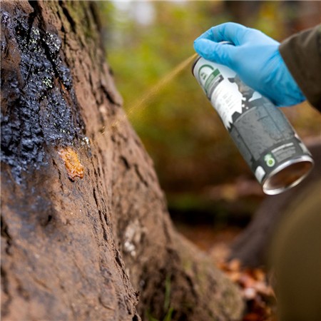 ALCATRÃO DE FAIA WEISSKIRCHEN