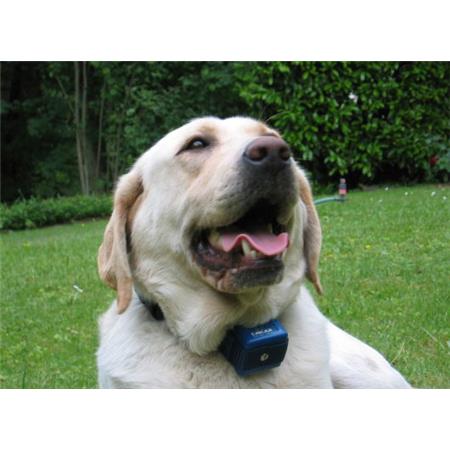 ANTI-BARKING COLLAR NUMAXES CANICALM