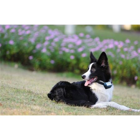 ANTI-BARKING COLLAR NUMAXES CANICALM