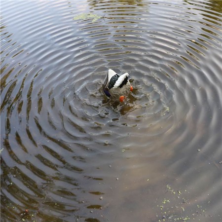 APPELANT MOJO BUTT-UP RIPPLER 2