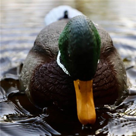 APPELANT MOJO RIPPLER 2 - COLVERT