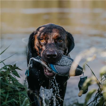 APPORTIERDUMMY EUROHUNT COLVERT HP&G