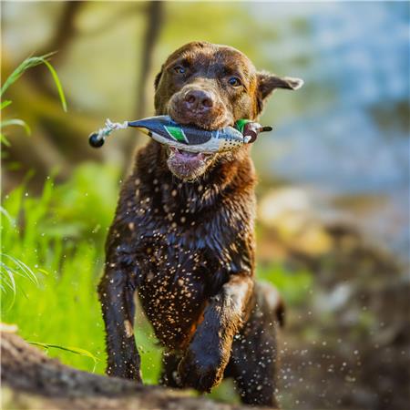 APPORTIERDUMMY EUROHUNT SARCELLE HP&G