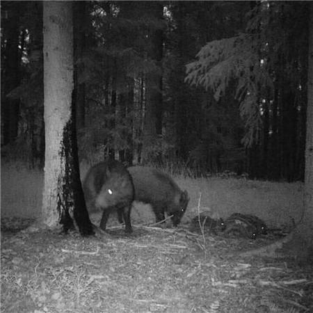 ATRAYENTE JABALÍ BLACK FIRE ORIGINAL