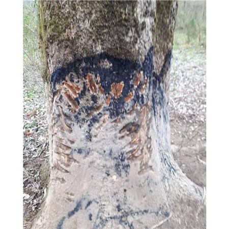 ATRAYENTE JABALÍ BLACK FIRE ORIGINAL