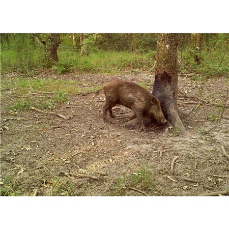 ATTRACTANT VITEX CINGLAVIT - 5KG