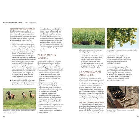 BIEN DÉTERMINER L’ÂGE DES GRANDS GIBIERS