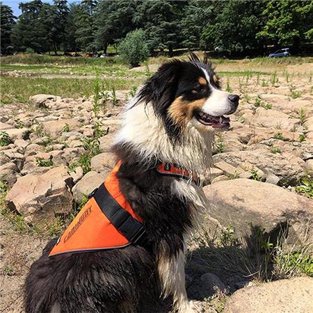 BRUSTGESCHIRR CANIHUNT HUND SIGNAL
