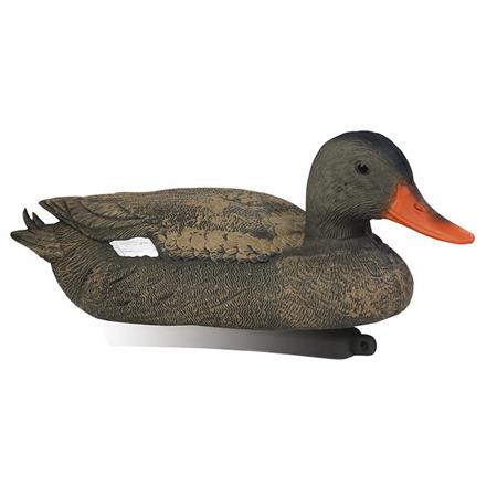 Chamador Stepland Chipeau Fêmea