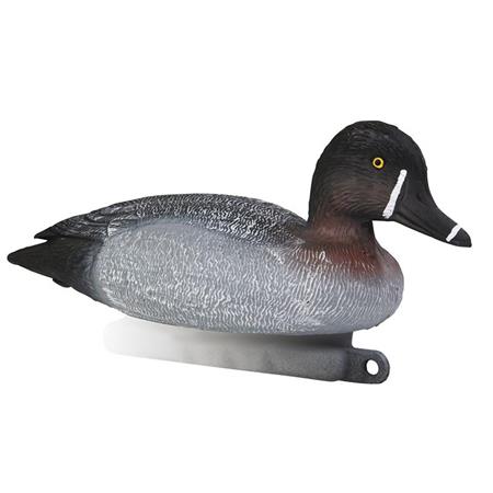 Chamativo Stepland Zarro-Comum Fêmea