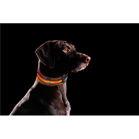 COLEIRA EYENIMAL LUMINEUSE UB RECHARGEABLE