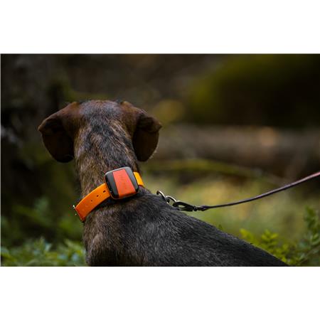 COLEIRA GPS TRACKER BARK 4G IOT
