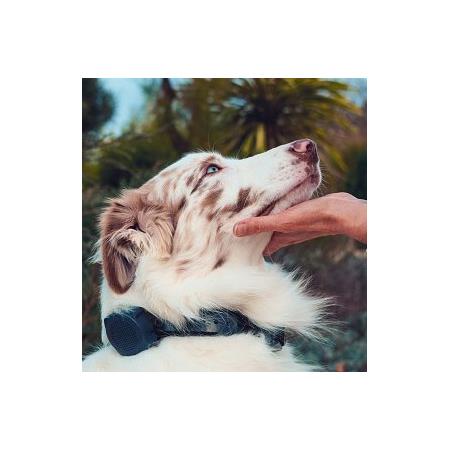 COLEIRA PARA TREINO NUMAXES CANICOM VOICE 800