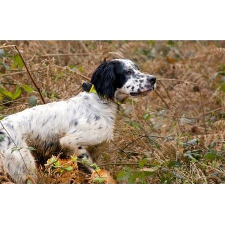 COLLAR DE LOCALIZACIÓN NUMAXES CANIBEEP 5