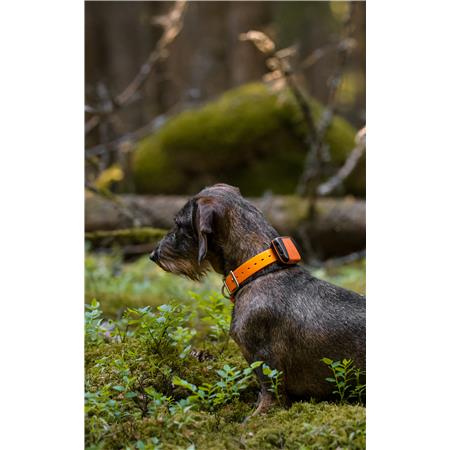 COLLAR GPS TRACKER BARK 4G IOT