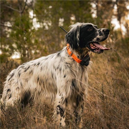 COLLARE SUPPLEMENTARE PER LA LOCALIZZAZIONE DOG TRACE X25 BEEPER