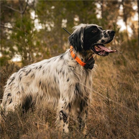 COLLIER DE REPÉRAGE DOG TRACE GPS X25-B