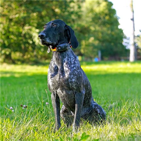 COLLIER SUPPLÉMENTAIRE DE DRESSAGE DOG TRACE X30 + BEEPER