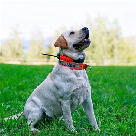 COLLIER SUPPLÉMENTAIRE DE REPÉRAGE DOG TRACE X25