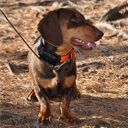 COLLIER SUPPLÉMENTAIRE DE REPÉRAGE DOG TRACE X30