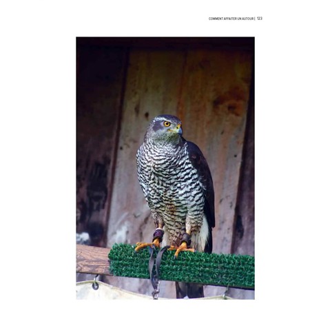 COME GIUDICARE UN CERVO