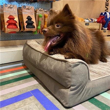 CORBEILLE CHIEN SOFA ROYALE MARTIN SELLIER