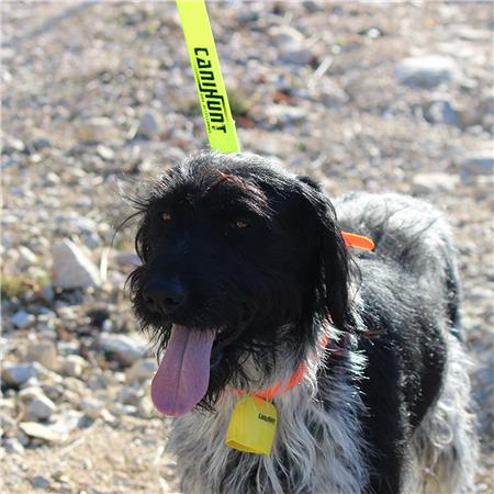 DOG LEASH CANIHUNT FLAT APPROACH