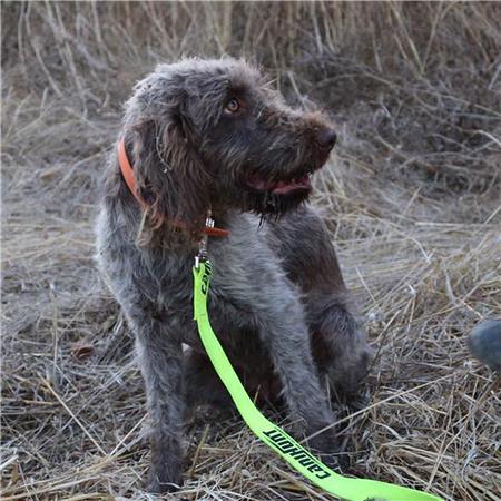 DOG LEASH CANIHUNT FLAT