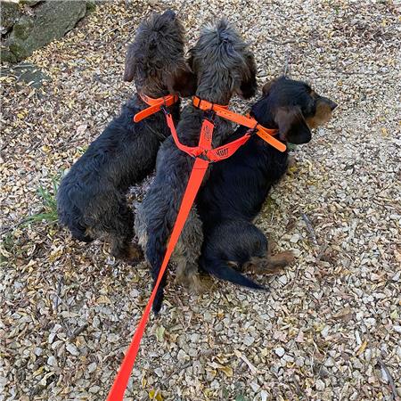 DRIEVOUDIGE HONDENLIJN CANIHUNT HUNTER FIRST