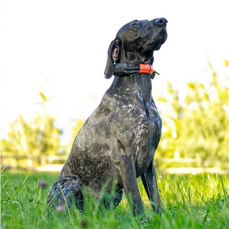 EKSTRA SPORINGSHALSBÅND DOG TRACE GPS X30-T