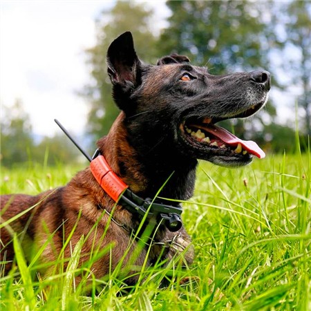 EXTRA TRACEERHALSBAND DOG TRACE X25 DRESSAGE + BEEPER