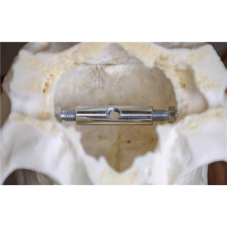 FALLOW DEER TROPHY MOUNT EUROHUNT