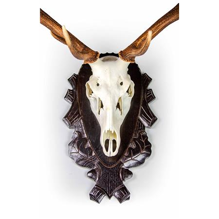 FALLOW DEER TROPHY MOUNT EUROHUNT