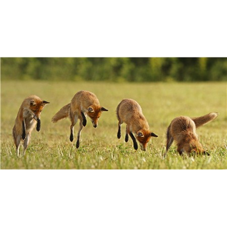 FLUIER PRIMOS HUNTING CALLS VULPE DUBLA IEPURE CU COADA PUFOASA