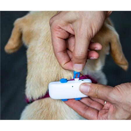 GPS PER CANE TRACTIVE DOG 4