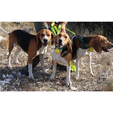 GUINZAGLIO CANE CANIHUNT TRIPLICATORE