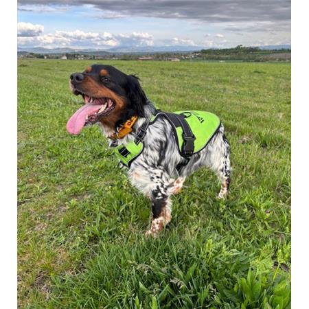 HARNESS WILD TRACKER X-COLOR