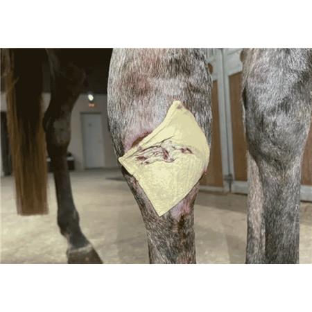 HEMOSTATISCHE PATCH SURE KLOT VÉTÉRINAIRE