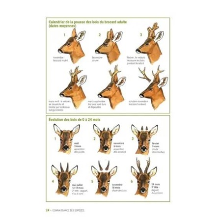 HOW TO JUDGE A STAG