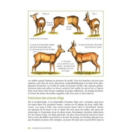 HOW TO JUDGE A STAG