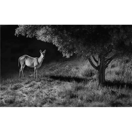 HUNTING CAMERA REOLINK GO G450 AVEC PANNEAU SOLAIRE 6W