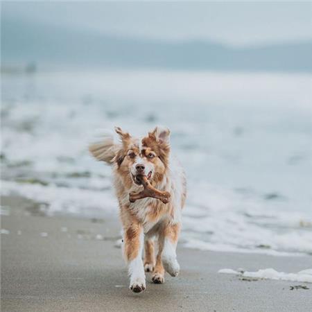 KAUKNOCHEN BENEBONE WISHBONE