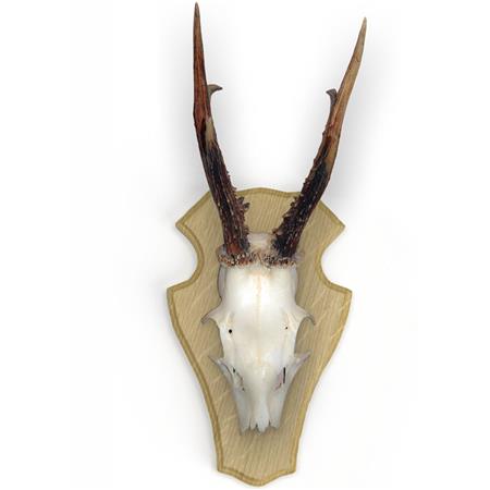 KIT DISTINTIVOS DE CORÇO EUROHUNT CHÊNE 1 AVEC CLIPS EN PLASTIQUE - PACK DE 5