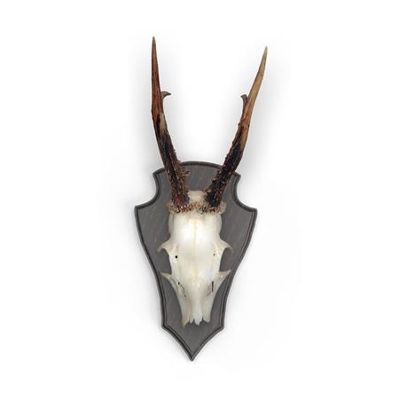 KIT SCUDETTI PER CAPRIOLO EUROHUNT CHÊNE 2 AVEC CLIPS EN MÉTAL - PACCHETTO DI 10