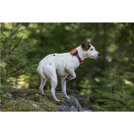 ΚΟΛΆΡΟ GPS TRACKER BARK 4G IOT