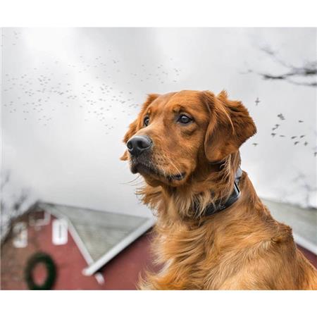 ΚΟΛΆΡΟ ΚΑΤΆ ΤΟΥ ΓΑΒΓΊΣΜΑΤΟΣ SPORTDOG BARK 8