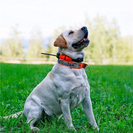 KUN FJERNBETJENING DOG TRACE GPS X25