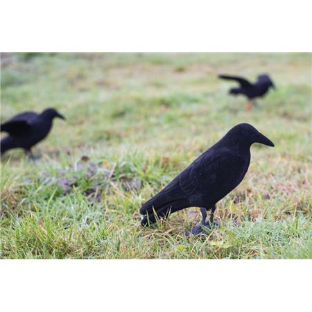 Lockare Eurohunt Korp Bete Flockat Över Hela Kroppen