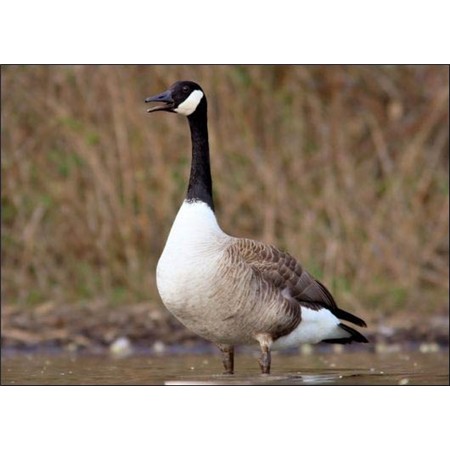 LOCKPFEIFE PRIMOS HUNTING CALLS BERNACHE HONKY TONK